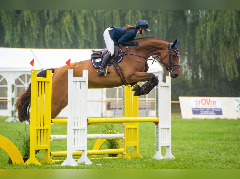 Oldenburg Giumenta 5 Anni 175 cm Baio in Insel Poel