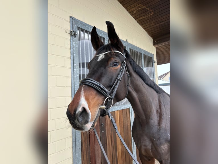 Oldenburg Giumenta 5 Anni 178 cm Baio in EinbeckEinbeck