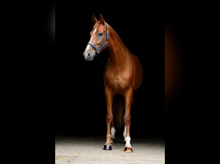 Oldenburg Giumenta 5 Anni 178 cm Sauro in Borken