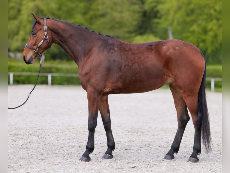 Oldenburg Giumenta 5 Anni 179 cm Baio in Neustadt (Wied)