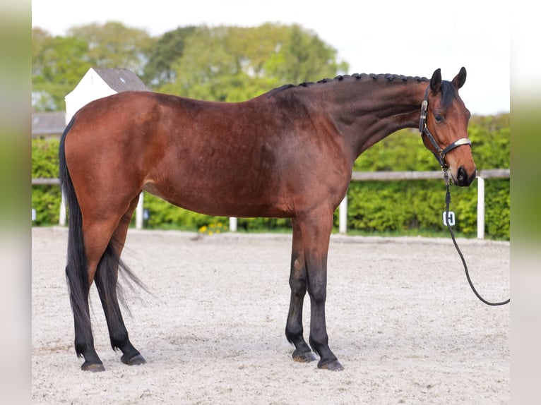 Oldenburg Giumenta 5 Anni 179 cm Baio in Neustadt (Wied)