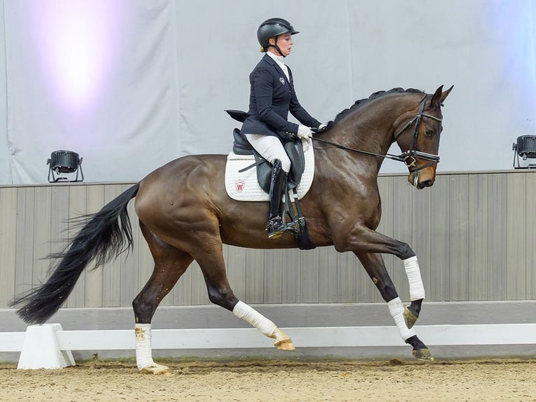 Oldenburg Giumenta 5 Anni Baio in Münster-Handorf