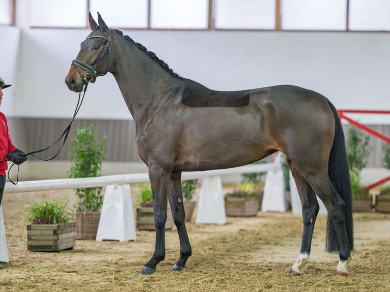 Oldenburg Giumenta 5 Anni Baio in Münster-Handorf