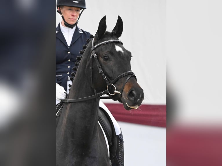 Oldenburg Giumenta 5 Anni Baio nero in Gomadingen