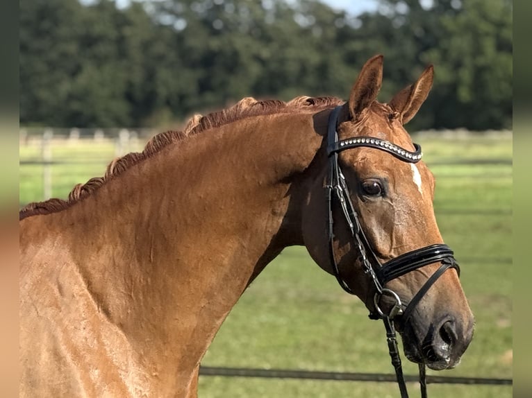 Oldenburg Giumenta 5 Anni Sauro in Visbek