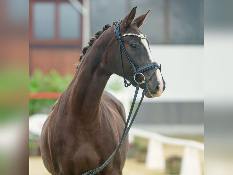 Oldenburg Giumenta 5 Anni Sauro in Münster-Handorf