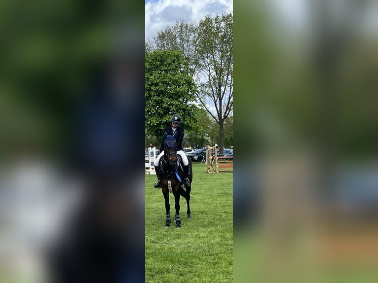 Oldenburg Giumenta 6 Anni 163 cm Baio in Dörpen