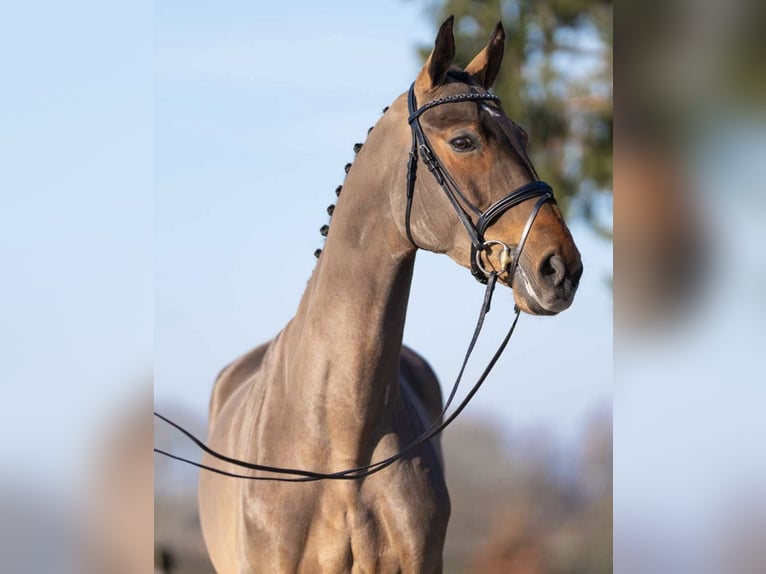 Oldenburg Giumenta 6 Anni 164 cm Baio in Felanitx