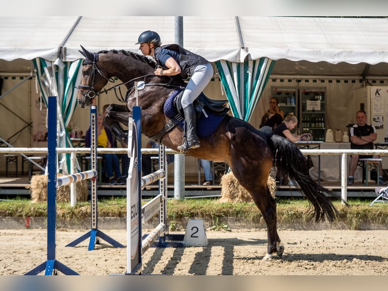 Oldenburg Giumenta 6 Anni 164 cm Baio nero in Dortmund