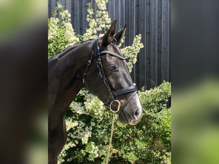 Oldenburg Giumenta 6 Anni 164 cm Morello in Ludon medoc