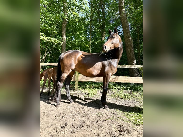 Oldenburg Giumenta 6 Anni 165 cm Baio scuro in Falkensee