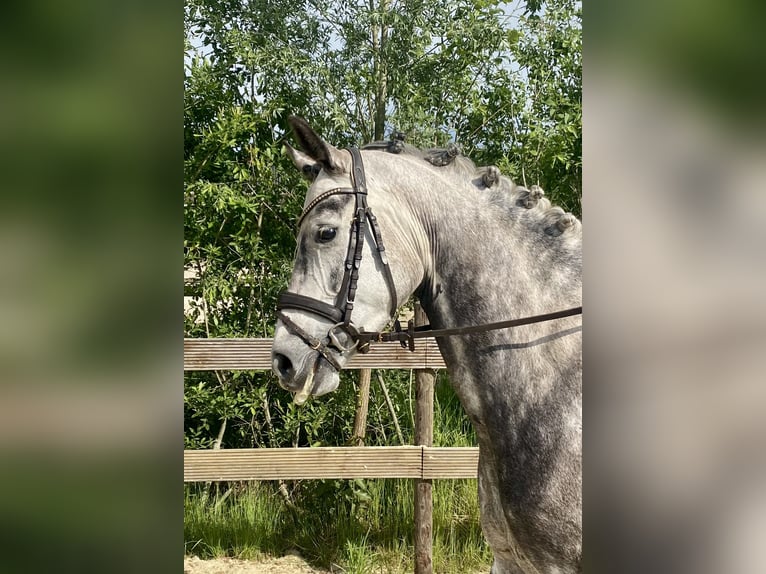 Oldenburg Giumenta 6 Anni 165 cm Grigio pezzato in Hude (Oldenburg)