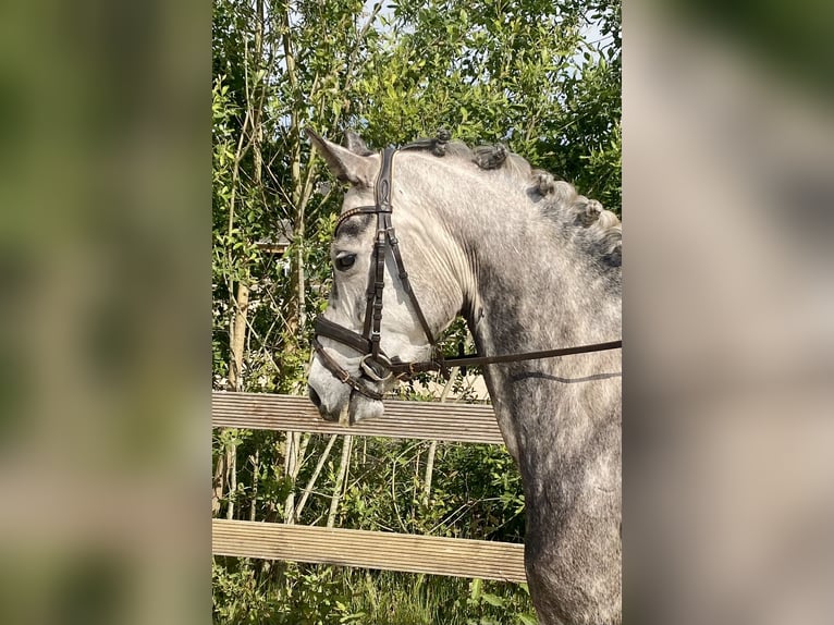 Oldenburg Giumenta 6 Anni 165 cm Grigio pezzato in Hude (Oldenburg)