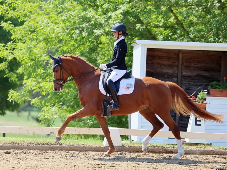 Oldenburg Giumenta 6 Anni 165 cm Sauro in Groß Kreutz