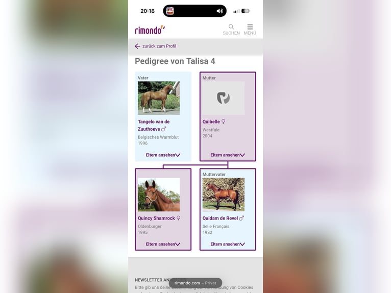 Oldenburg Giumenta 6 Anni 165 cm Sauro in Nettetal