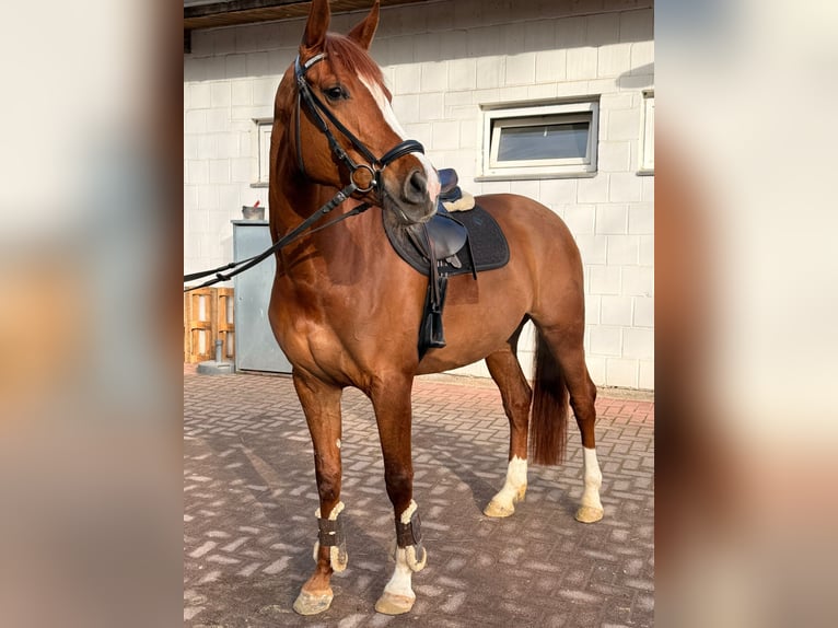 Oldenburg Giumenta 6 Anni 165 cm Sauro in Wetter