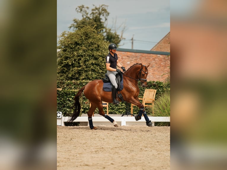 Oldenburg Giumenta 6 Anni 165 cm Sauro scuro in Kalmthout