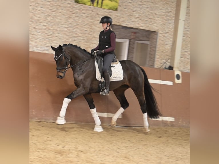 Oldenburg Giumenta 6 Anni 166 cm Baio scuro in Wehringen