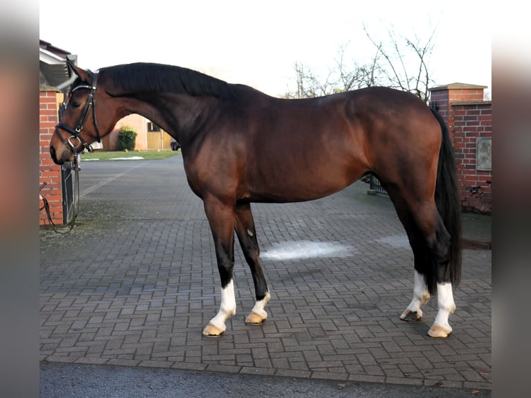 Oldenburg Giumenta 6 Anni 166 cm Baio scuro in Werlte