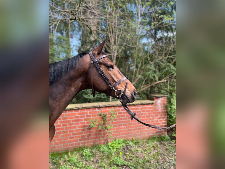 Oldenburg Giumenta 6 Anni 166 cm Baio scuro in Lachendorf