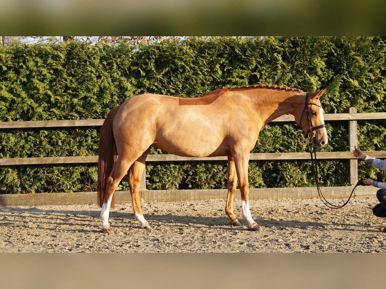 Oldenburg Giumenta 6 Anni 166 cm Sauro in Lohne (Oldenburg)