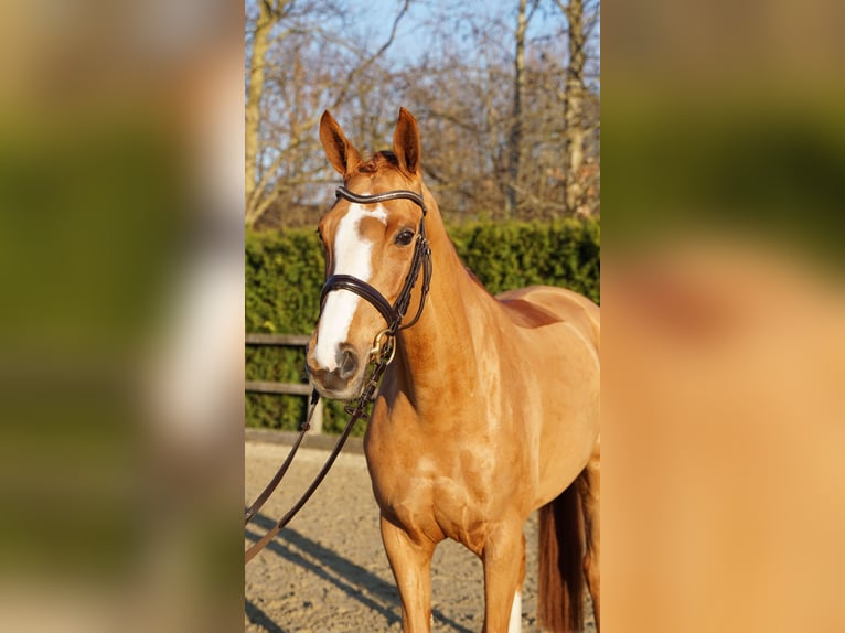 Oldenburg Giumenta 6 Anni 166 cm Sauro in Lohne (Oldenburg)
