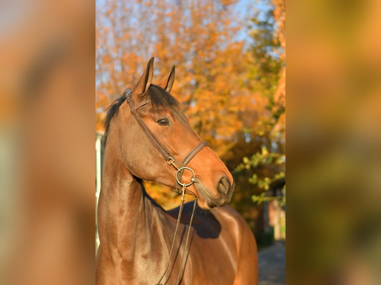 Oldenburg Giumenta 6 Anni 167 cm Baio in Geilenkirchen