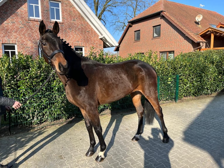 Oldenburg Giumenta 6 Anni 167 cm Baio in Molbergen