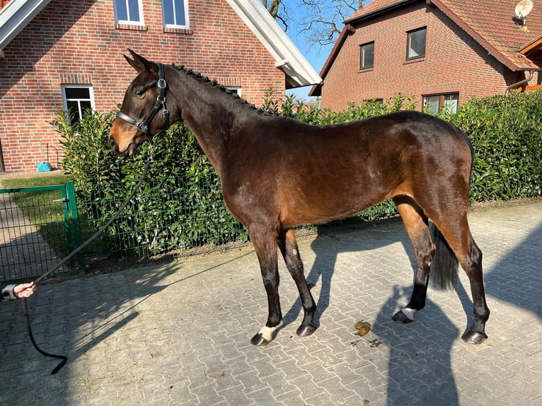 Oldenburg Giumenta 6 Anni 167 cm Baio in Molbergen