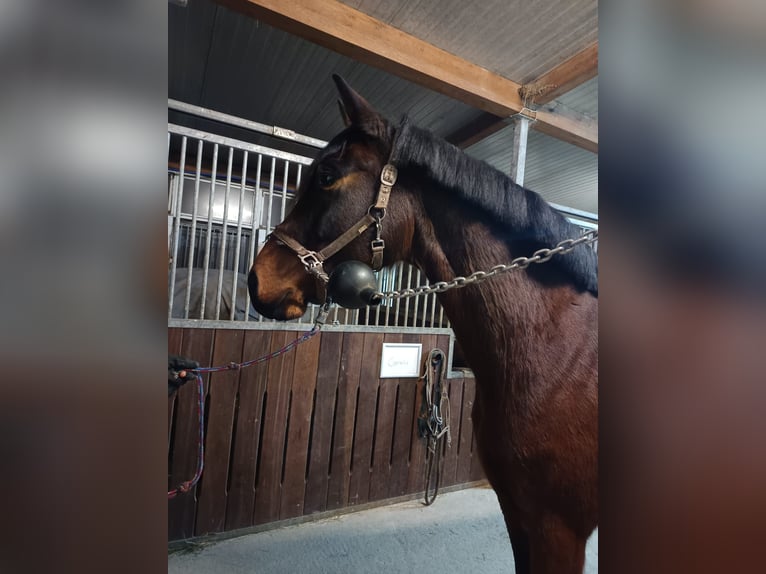 Oldenburg Giumenta 6 Anni 167 cm Baio in Großrinderfeld