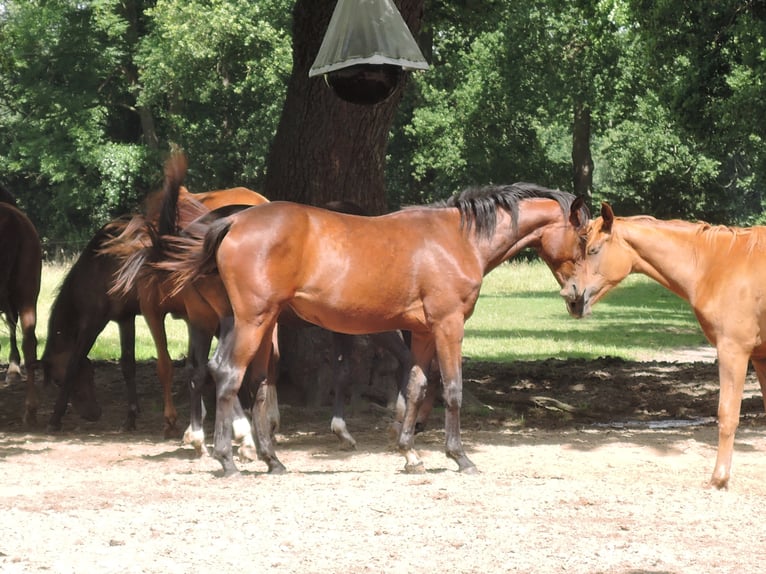 Oldenburg Giumenta 6 Anni 167 cm Baio in Großrinderfeld