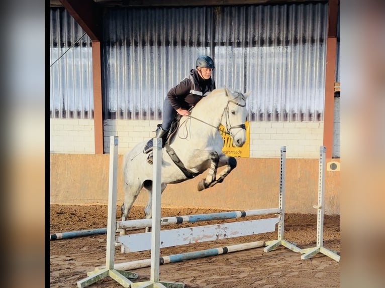 Oldenburg Giumenta 6 Anni 167 cm Grigio pezzato in Westerstede