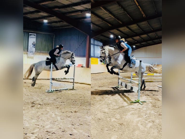 Oldenburg Giumenta 6 Anni 167 cm Grigio pezzato in Westerstede