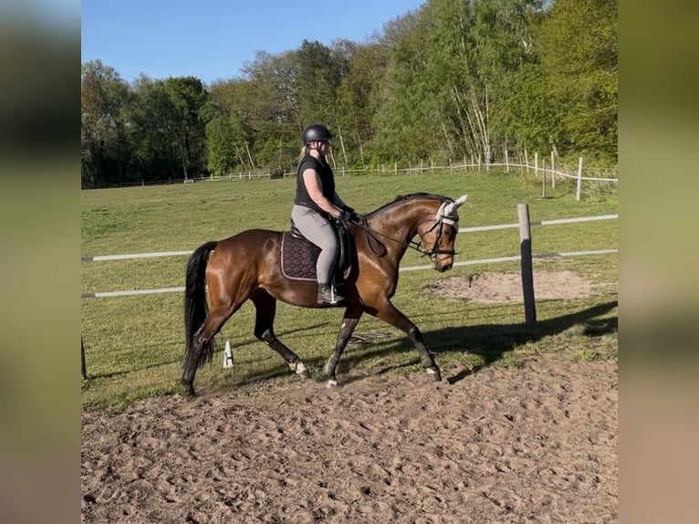 Oldenburg Giumenta 6 Anni 168 cm Baio in Nordhorn