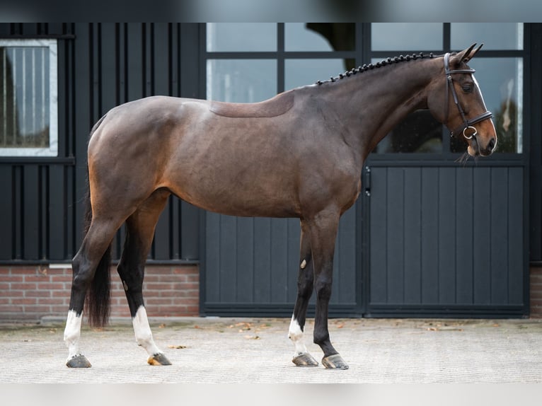 Oldenburg Giumenta 6 Anni 168 cm Baio in Dronten