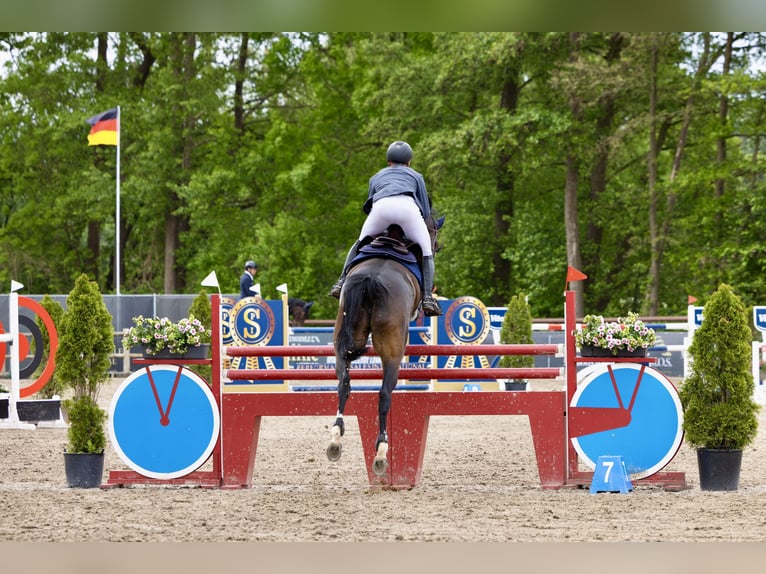 Oldenburg Giumenta 6 Anni 168 cm Baio in Visbek