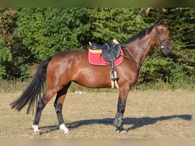 Oldenburg Giumenta 6 Anni 168 cm Baio in Vohenstrauß