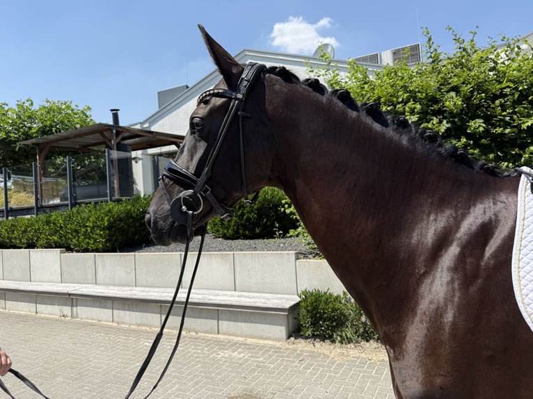 Oldenburg Giumenta 6 Anni 168 cm Morello in Mönchengladbach