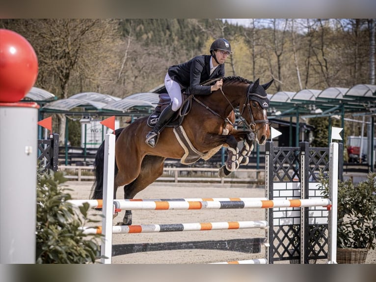 Oldenburg Giumenta 6 Anni 169 cm Baio in DortmundDortmund