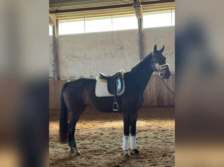 Oldenburg Giumenta 6 Anni 169 cm Baio scuro in Passail