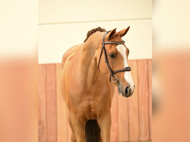 Oldenburg Giumenta 6 Anni 169 cm  in Bladel