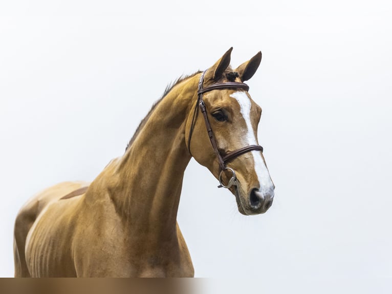 Oldenburg Giumenta 6 Anni 169 cm  in Waddinxveen