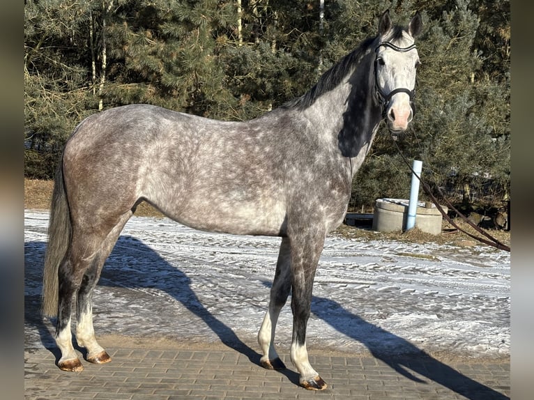 Oldenburg Giumenta 6 Anni 169 cm Grigio in Sierniki