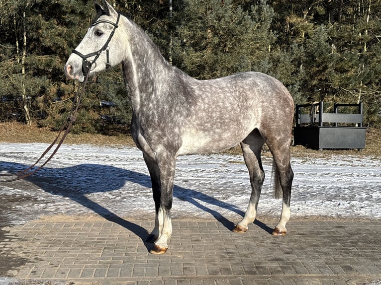 Oldenburg Giumenta 6 Anni 169 cm Grigio in Sierniki