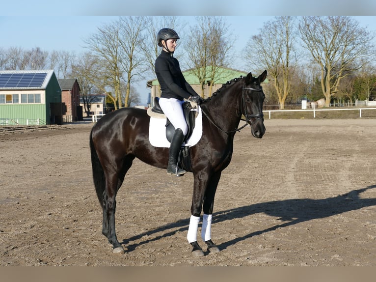 Oldenburg Giumenta 6 Anni 169 cm Morello in Ganschow