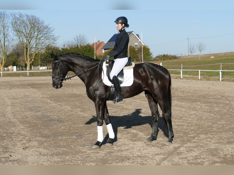 Oldenburg Giumenta 6 Anni 169 cm Morello in Ganschow