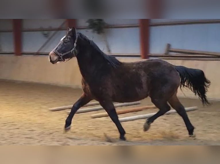 Oldenburg Giumenta 6 Anni 170 cm Baio in Vesthimmerland, Aalborg