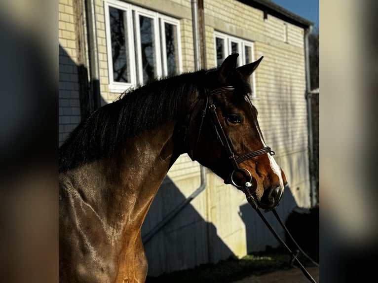 Oldenburg Giumenta 6 Anni 170 cm Baio in Kürten