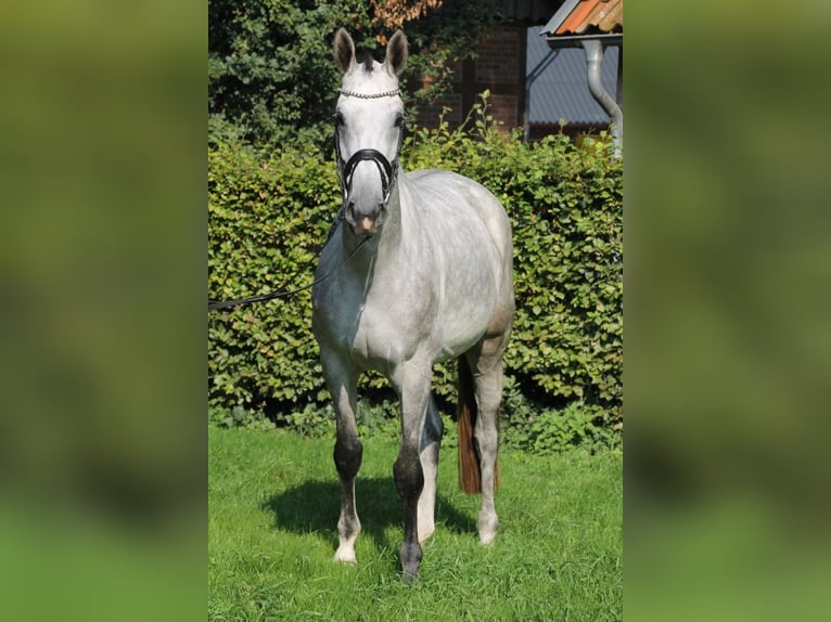 Oldenburg Giumenta 6 Anni 170 cm Grigio in Osnabrück