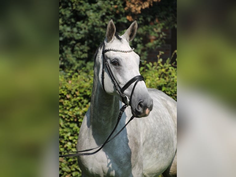 Oldenburg Giumenta 6 Anni 170 cm Grigio in Osnabrück